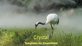  Presentation with crane - Presentation enhanced with red-crowned-crane-in-green background and a tawny brown colored foreground