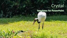  Presentation with crane - Audience pleasing presentation theme consisting of red-crowned-crane-in-green backdrop and a wine colored foreground