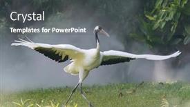  Presentation with crane - Cool new presentation with red-crowned-crane-in-green backdrop and a dark gray colored foreground