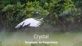  Presentation with crane - PPT layouts having red-crowned-crane-in-green background and a gray colored foreground