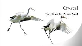  Presentation with crane - Cool new slide set with red-crowned crane isolated on white backdrop and a white colored foreground
