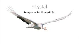  Presentation with currant black white and red - PPT theme having red-crowned-crane-isolated background and a white colored foreground