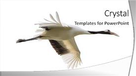  Presentation with crown - Cool new PPT layouts with red-crowned crane isolated backdrop and a  colored foreground