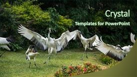  Presentation with crane - Amazing slides having red-crowned crane backdrop and a wine colored foreground