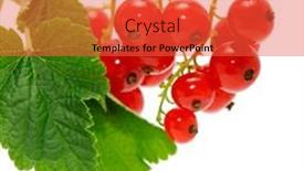  Presentation with currant - Slides enhanced with red currant isolated on a white background background and a red colored foreground