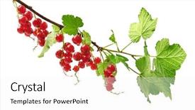  Presentation with currant - Audience pleasing theme consisting of red-currant-isolated backdrop and a white colored foreground