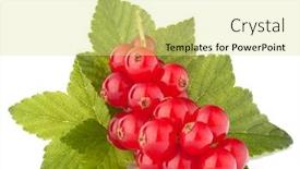  Presentation with green life - Beautiful PPT layouts featuring red currants and green leaves still life isolated on white background cutout backdrop and a blonde colored foreground