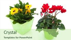  Presentation with flower pots - Amazing PPT theme having red cyclamen and yellow gerber backdrop and a  colored foreground