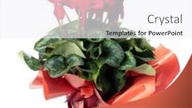  Presentation with flower - Presentation design consisting of red-cyclamen-in-flower-pot background and a  colored foreground