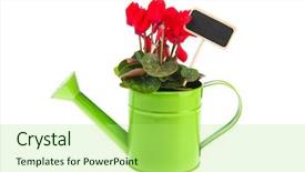  Presentation with green red bank - Slides with red cyclamen in green watering background and a mint green colored foreground