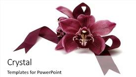  Presentation with orchids - Theme enhanced with red-cymbidium-orchids-with-ribbon background and a white colored foreground