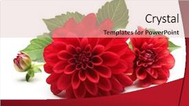  Presentation with dahlia - Slide set consisting of red dahlia flower isolated background and a lemonade colored foreground