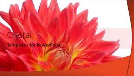  Presentation with dahlia - Presentation design with red dahlia flower isolated on white background and a red colored foreground