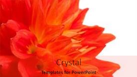  Presentation with dahlia - 