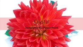  Presentation with dahlia - 