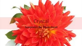  Presentation with dahlia - 