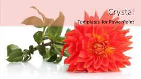  Presentation with dahlia - 