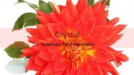  Presentation with dahlia - 