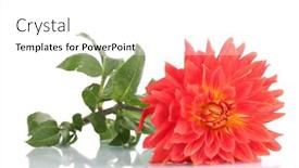  Presentation with dahlia - 