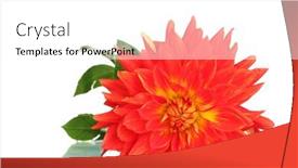  Presentation with dahlia - 