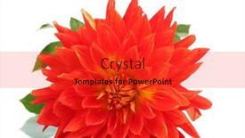  Presentation with dahlia - 