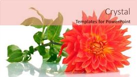  Presentation with dahlia - 