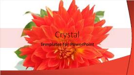  Presentation with dahlia - 