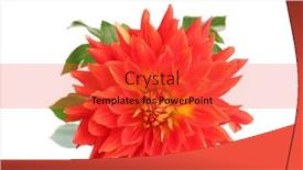  Presentation with dahlia - 