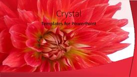  Presentation with dahlia - 