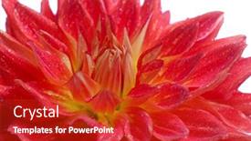  Presentation with dahlia - 