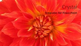  Presentation with dahlia - 