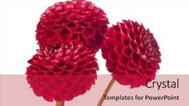  Presentation with red and white industry - Slides featuring red dahlia flower on white background and a  colored foreground