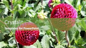  Presentation with dahlia - 