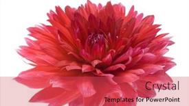  Presentation with dahlia - 