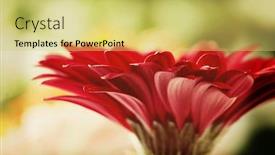  Presentation with gerbera daisy - Colorful presentation enhanced with red daisy gerbera flower with soft focus backdrop and a yellow colored foreground