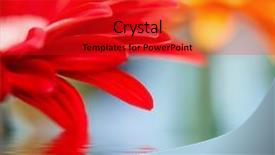 Presentation with gerbera daisy - Beautiful presentation theme featuring red daisy-gerbera with soft focus reflected in the water backdrop and a crimson colored foreground
