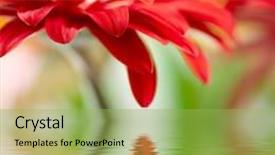  Presentation with gerbera daisy - Presentation enhanced with red daisy-gerbera with soft focus reflected in the water background and a yellow colored foreground