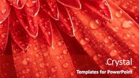  Presentation with gerbera daisy - PPT layouts featuring red daisy-gerbera with waterdrops background and a crimson colored foreground