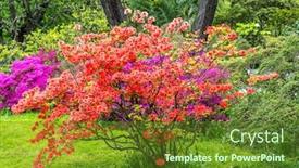  Presentation with azalea - Beautiful presentation featuring red-deciduous-azalea-shrub backdrop and a tawny brown colored foreground