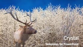  Presentation with forest morning - Colorful PPT theme enhanced with red deer antlered stands on edge of the forest cold sunny christmas morning backdrop and a gray colored foreground