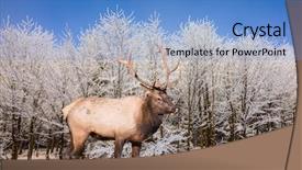  Presentation with forest morning - Amazing slides having red deer antlered stands on edge of the forest cold sunny christmas morning backdrop and a teal colored foreground