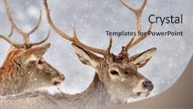  Presentation with red chinese winter festival - Audience pleasing slide deck consisting of red deer cervus elaphus outdoor backdrop and a light gray colored foreground