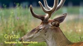  Presentation with deer - Colorful PPT theme enhanced with red-deer-cervus-elaphus backdrop and a tawny brown colored foreground