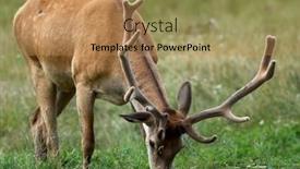  Presentation with deer - PPT layouts having red-deer-cervus-elaphus background and a coral colored foreground