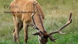  Presentation with deer - Amazing theme having red-deer-cervus-elaphus backdrop and a coral colored foreground
