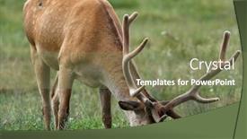  Presentation with deer - Audience pleasing presentation theme consisting of red-deer-cervus-elaphus backdrop and a violet colored foreground