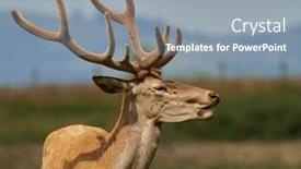  Presentation with deer - PPT theme consisting of red-deer-cervus-elaphus background and a gray colored foreground