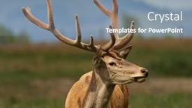  Presentation with deer - PPT layouts featuring red-deer-cervus-elaphus background and a mint green colored foreground
