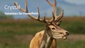  Presentation with deer - Slide set consisting of red-deer-cervus-elaphus background and a seafoam green colored foreground