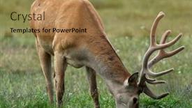  Presentation with deer - Slide deck featuring red-deer-cervus-elaphus background and a coral colored foreground